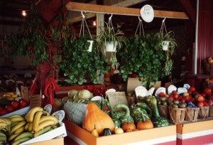 Photo by Sorbello Girls Farm
