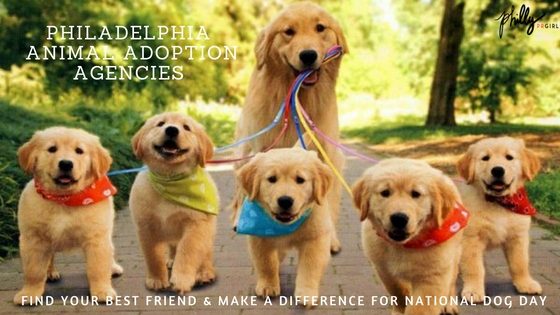 Philadelphia Animal Adoption Agencies