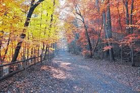 forbidden trail
